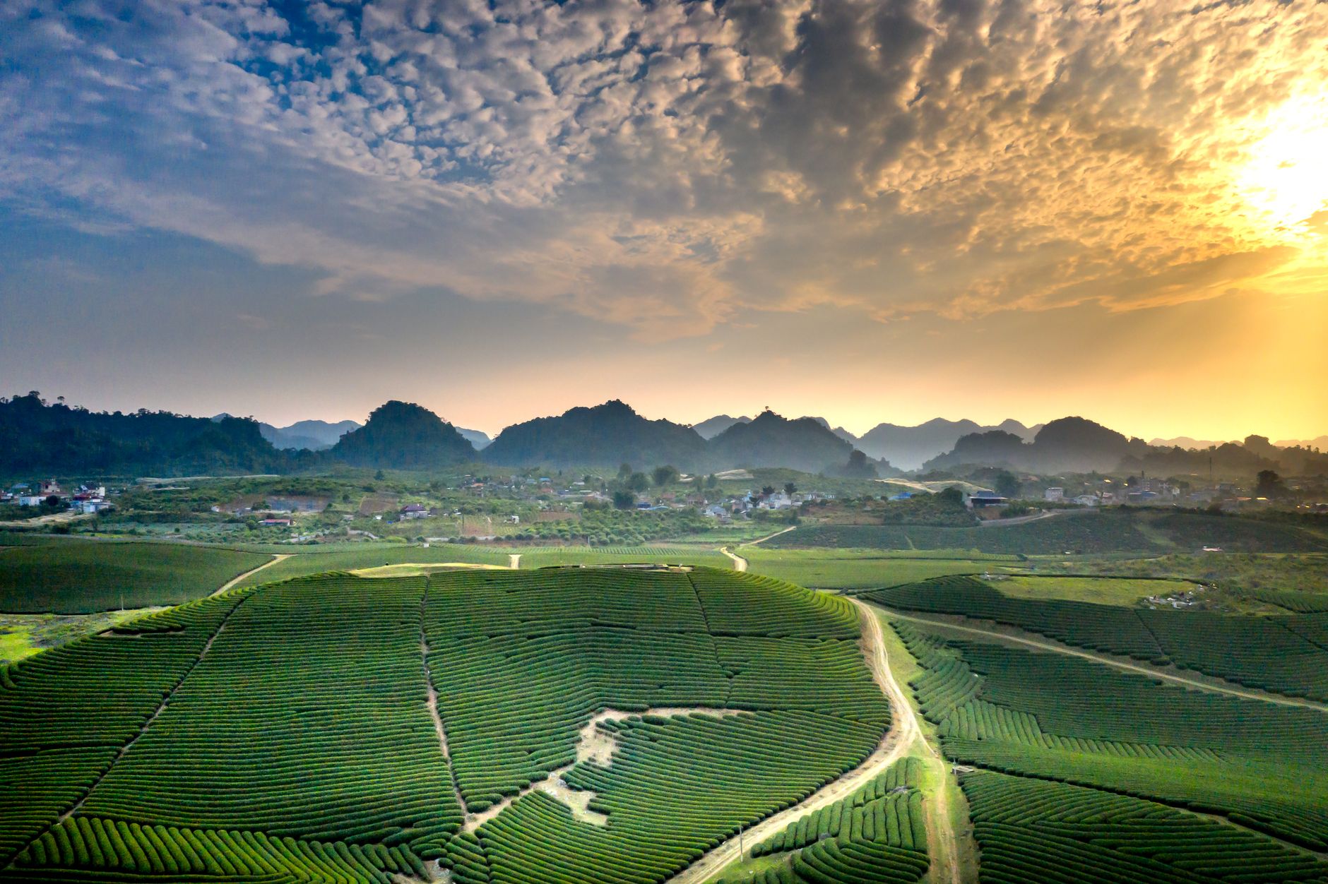 Đồi chè Mộc Châu