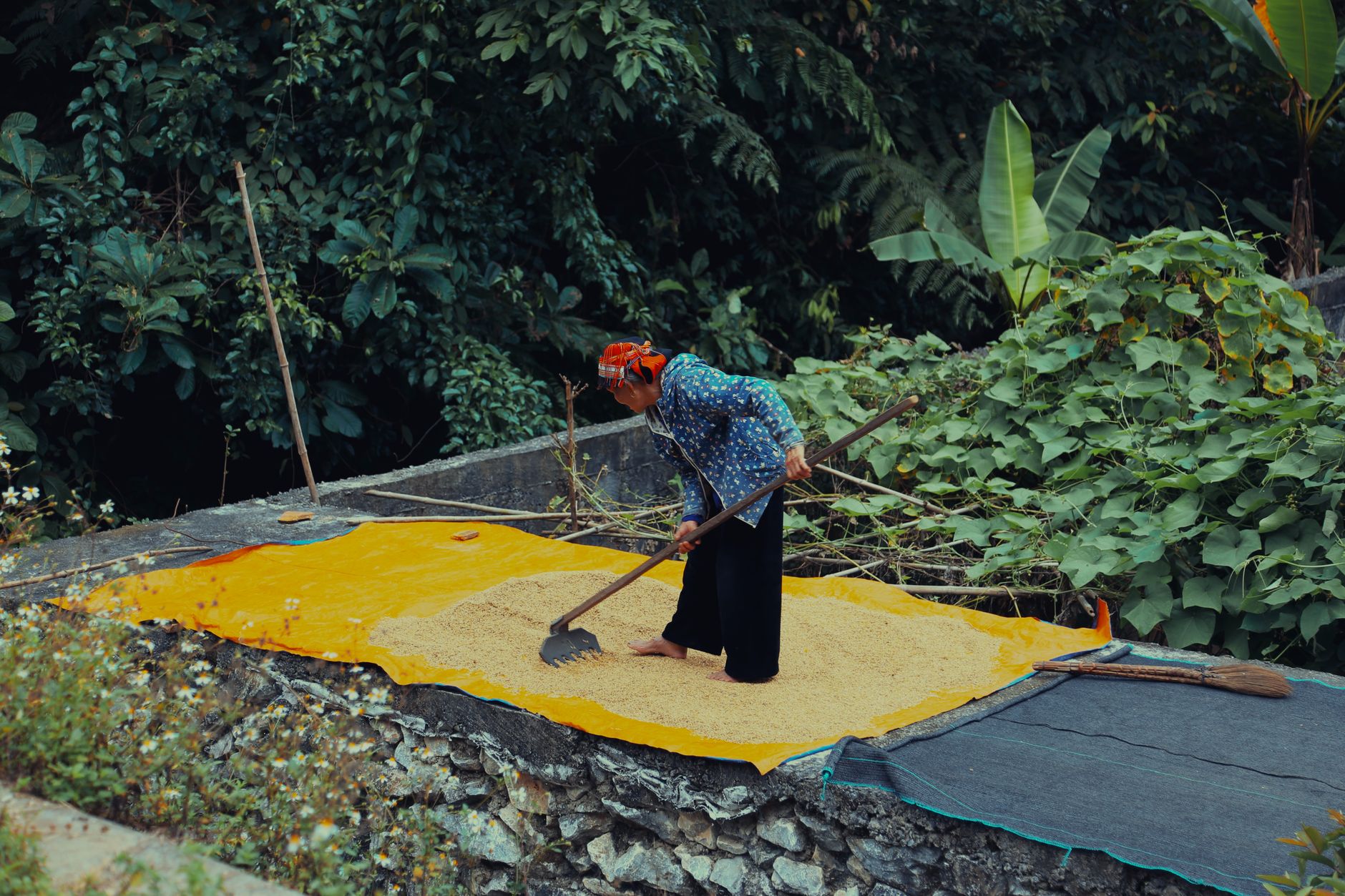 Mùa lúa chín Hà Giang