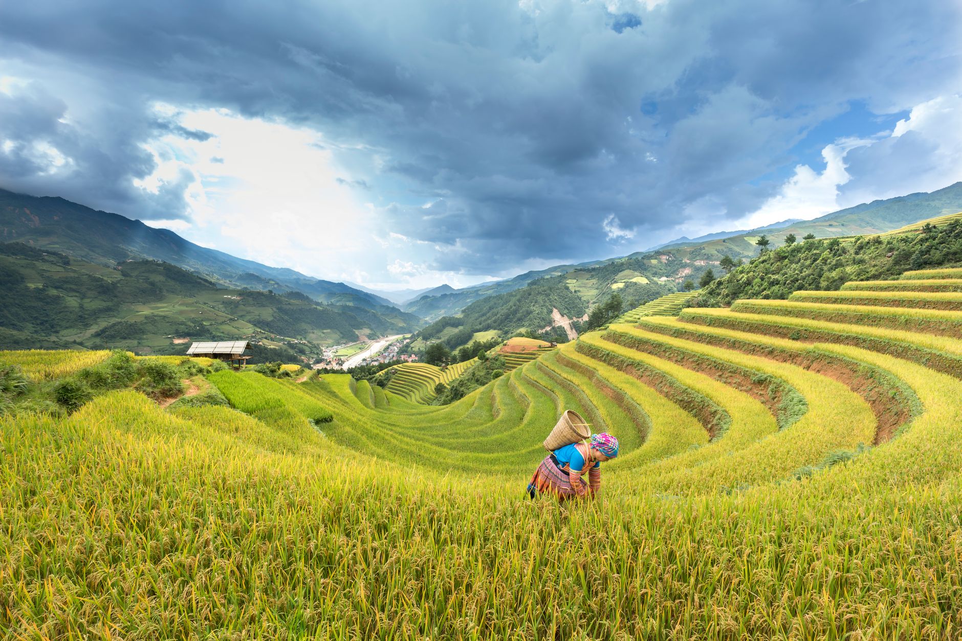Cánh đồng lúa chín Mù Cang Chải