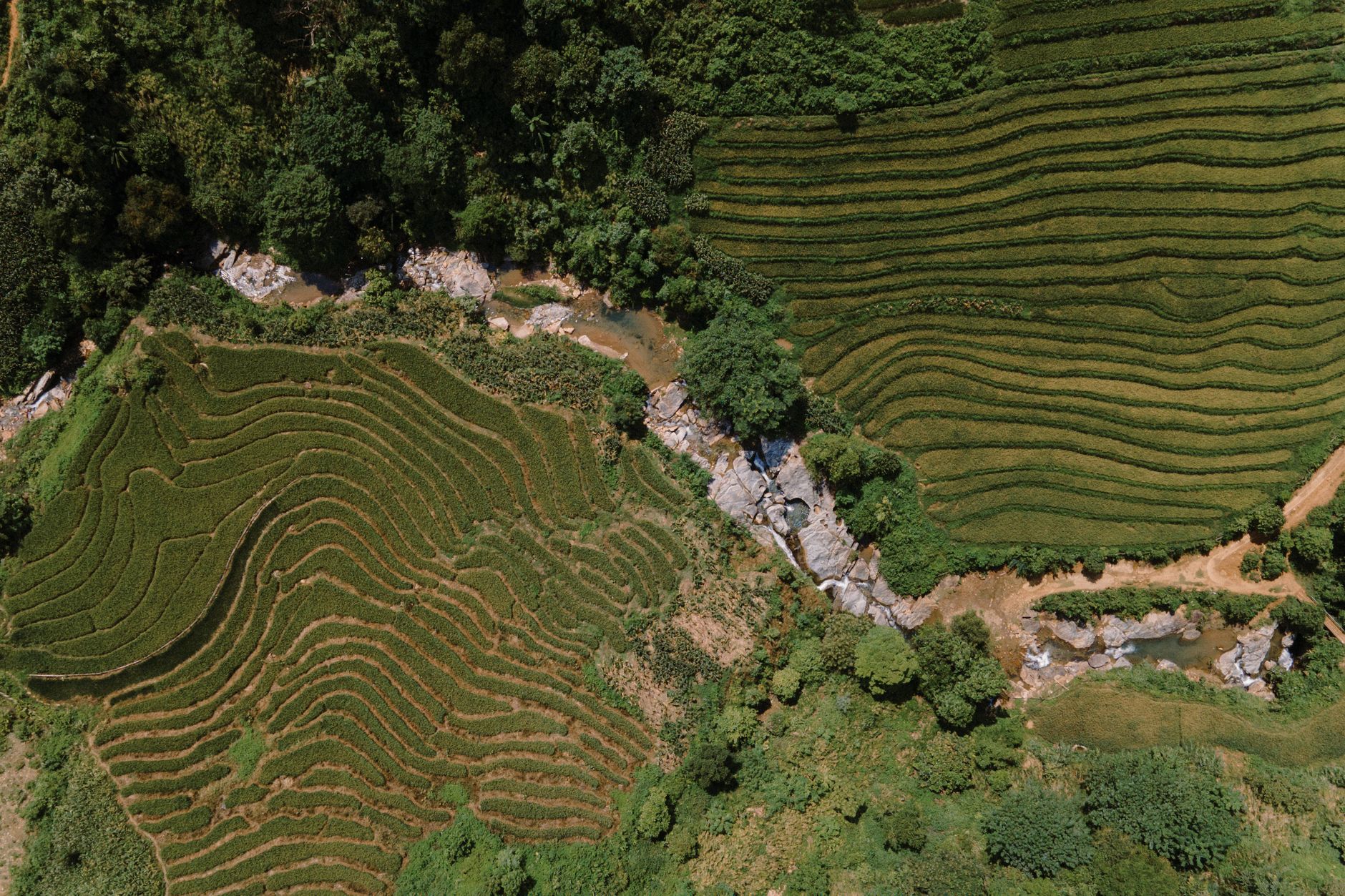 Ruộng bậc thang Sapa