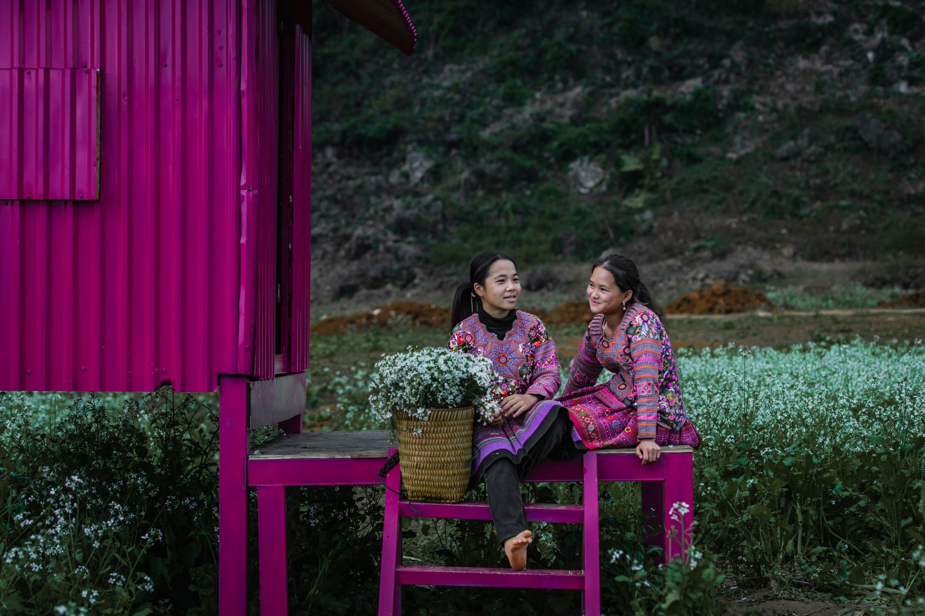 Hoa cải Mộc Châu