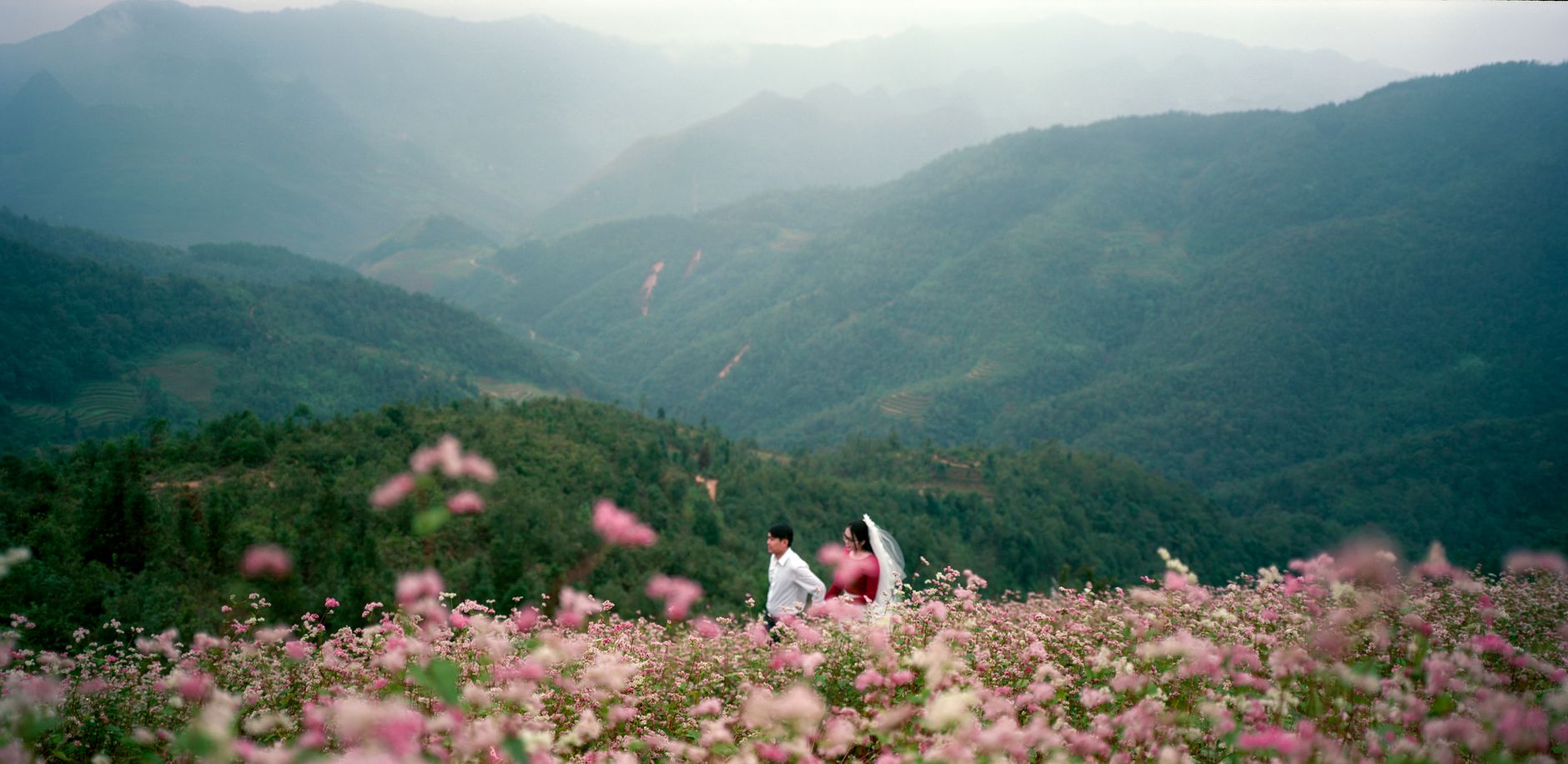 Hoa tam giác mạch Hà Giang