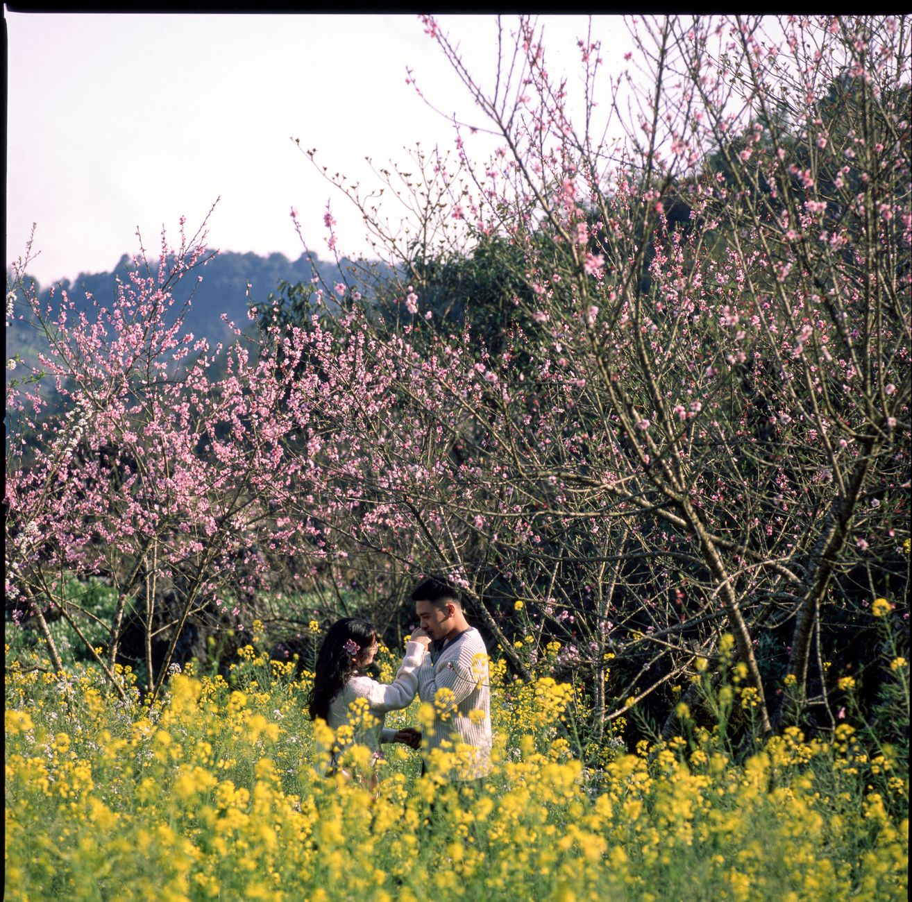 Hoa đào Hà Giang