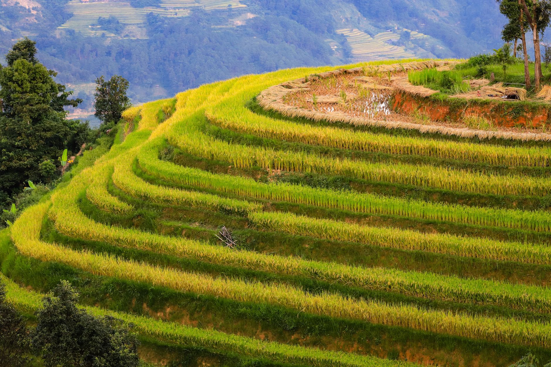 Ruộng bậc thang Hà Giang