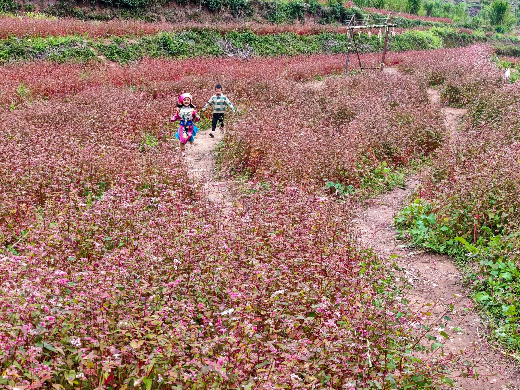 Hoa tam giác mạch