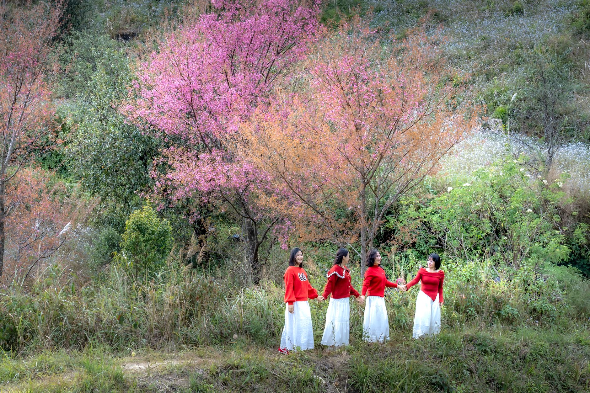 Hoa cải Hà Giang