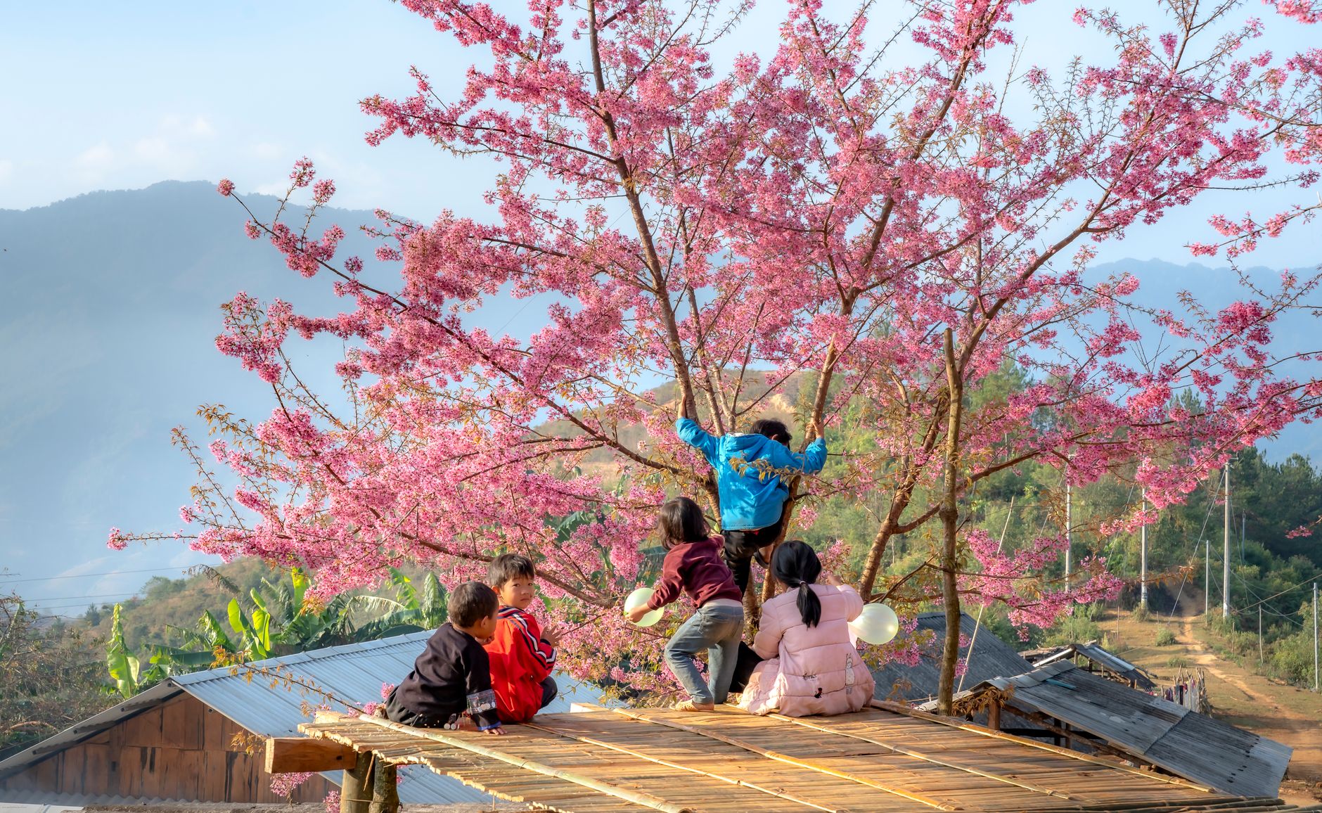 Mộc Châu mùa hoa đào