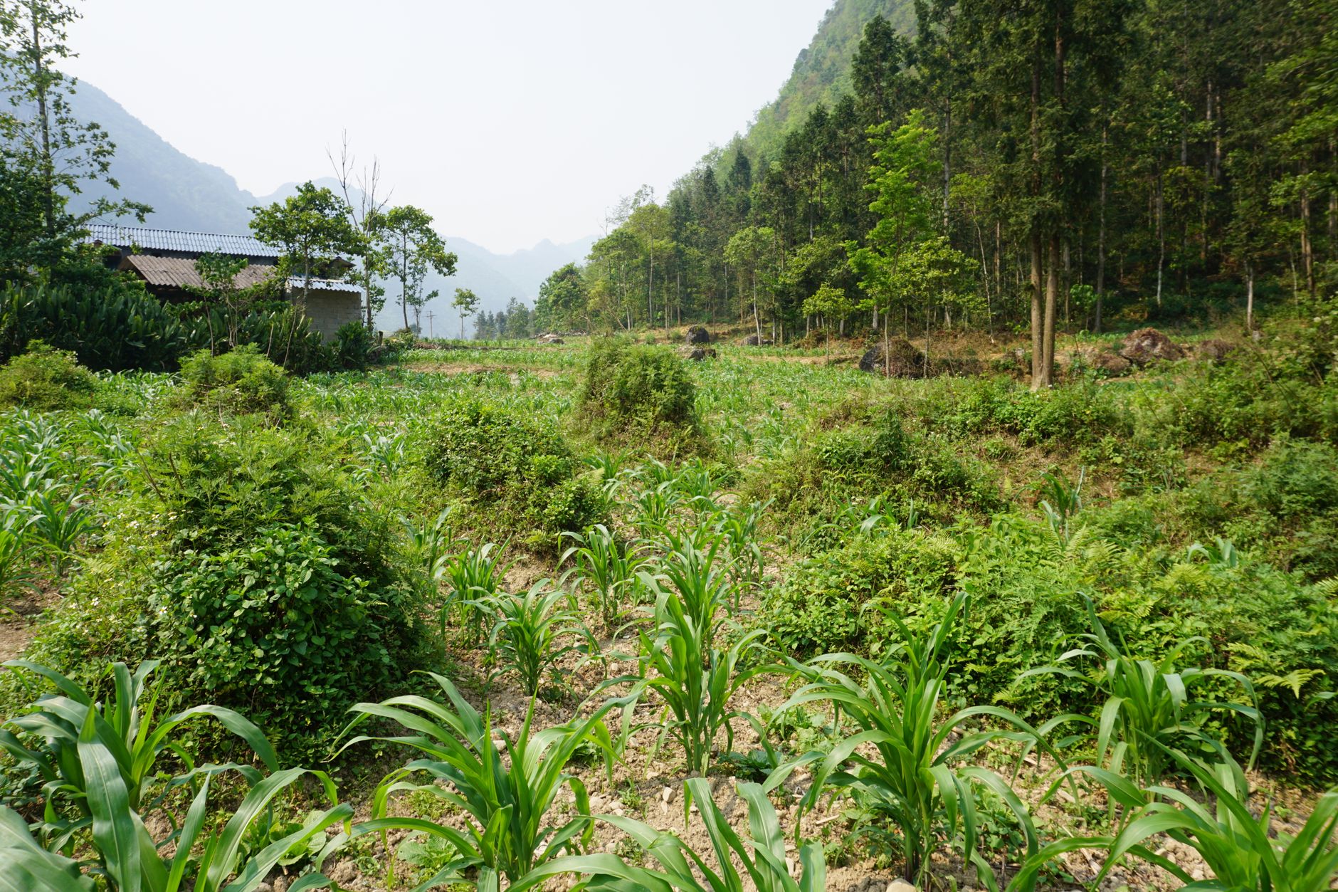 Cao nguyên đá Đồng Văn