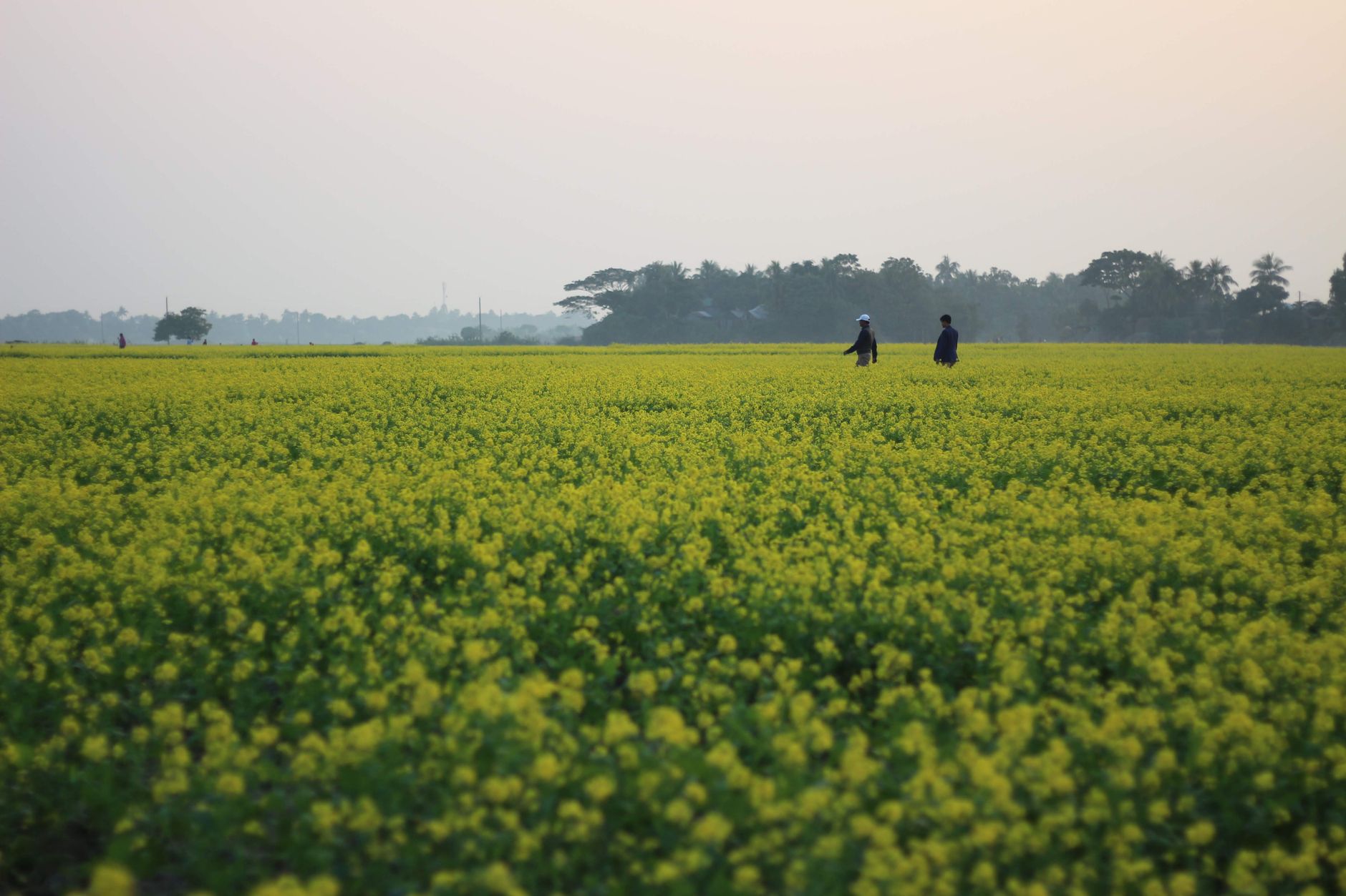 Cánh đồng hoa cải vàng