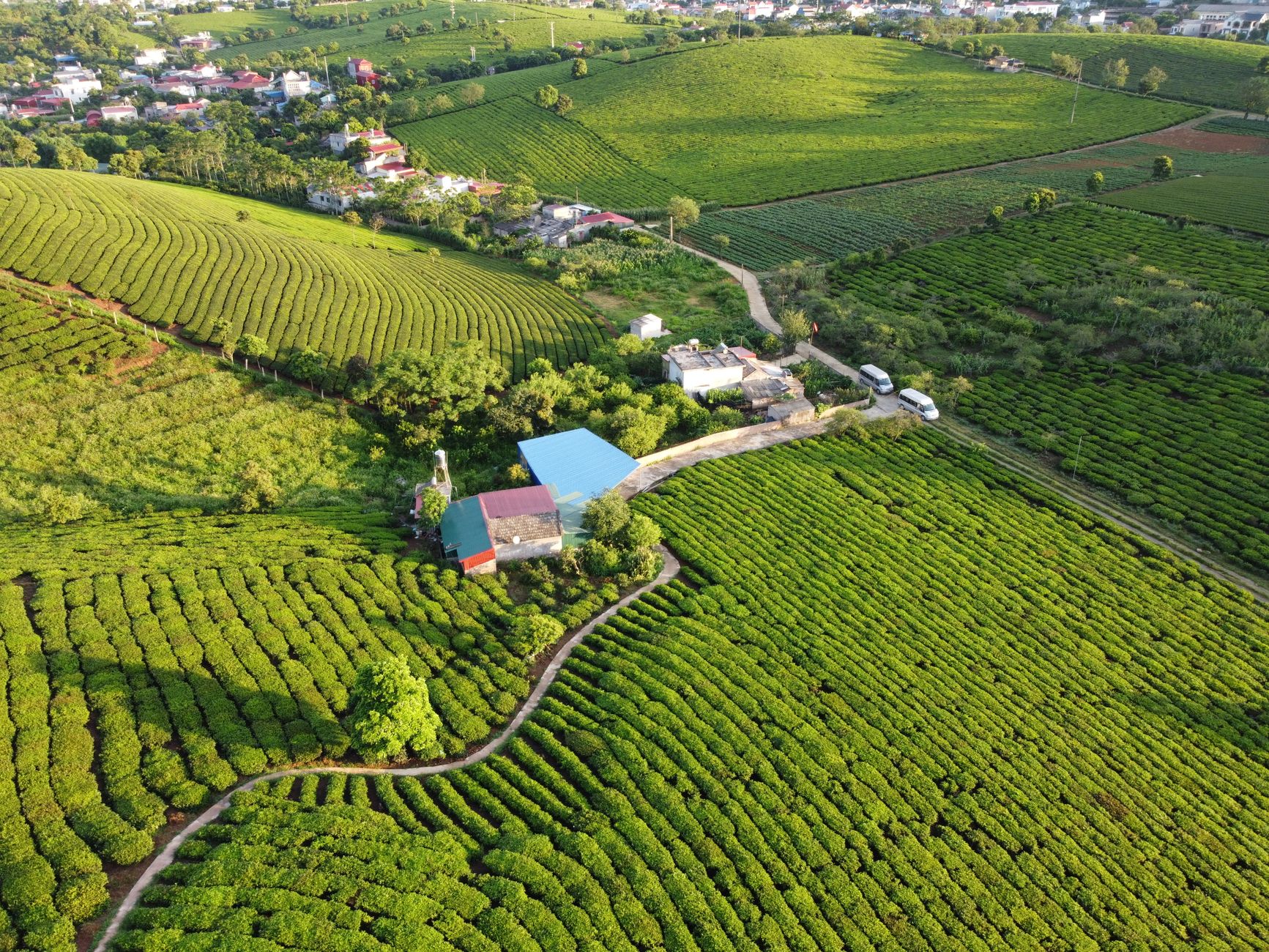 Đồi chè trái tim Mộc Châu