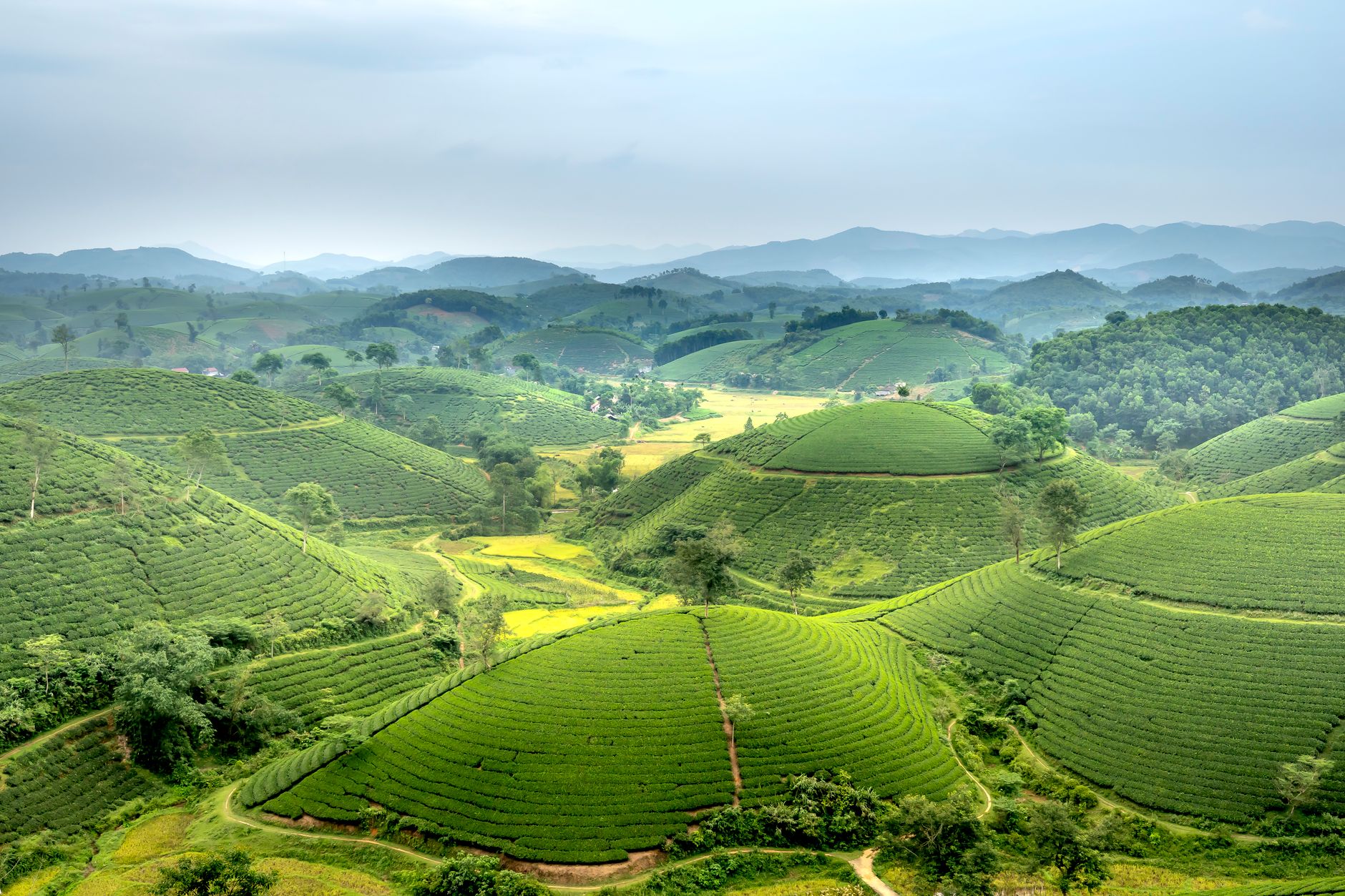 Đồi chè Mộc Sương