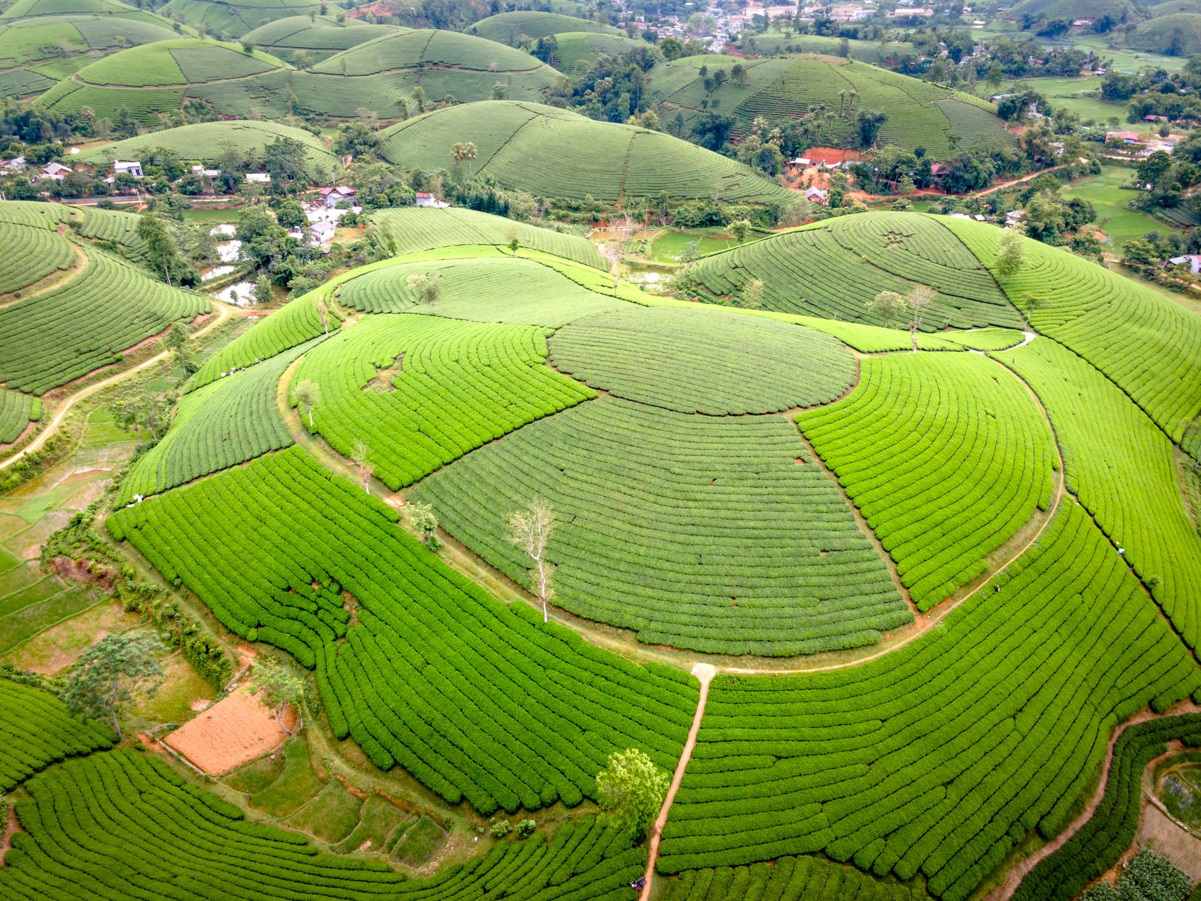 Đồi chè trái tim Mộc Châu
